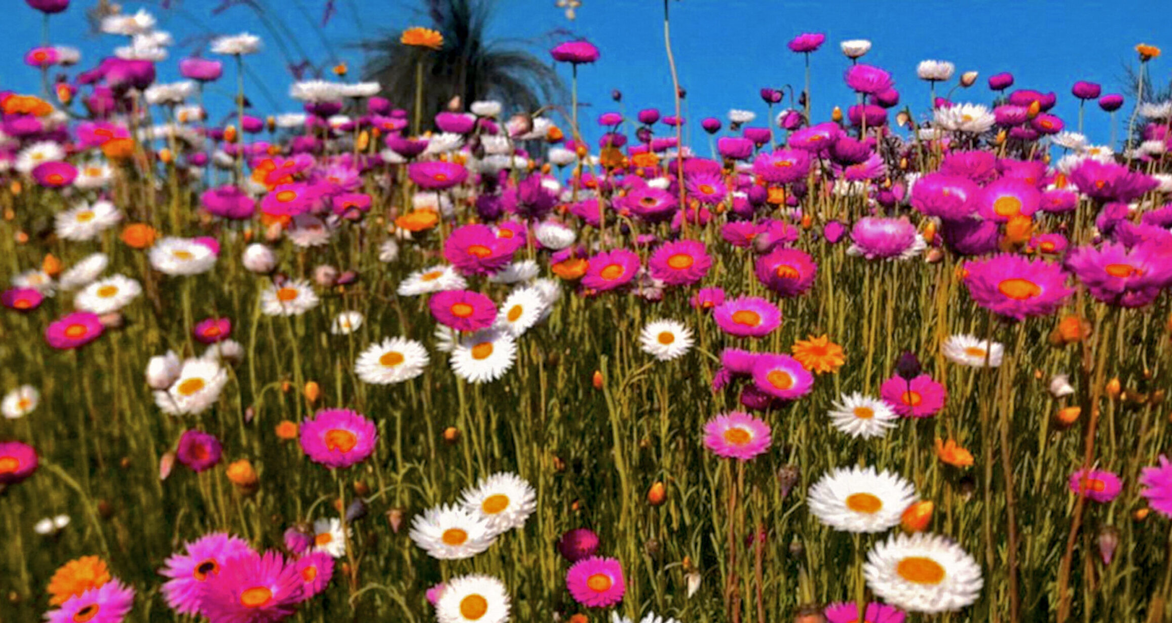 Field of pink and white paper daiseys